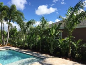 outdoor-pool-palms-2
