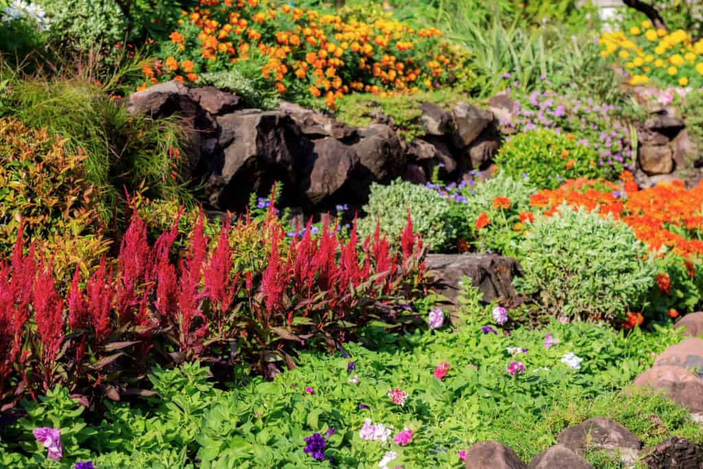 5 Plants That Flower All Winter Long in Florida Oasis Palms & Landscaping