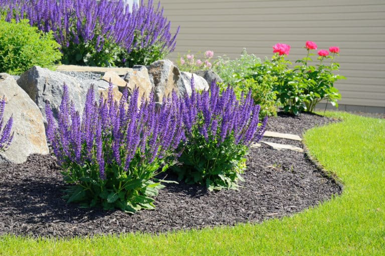 Mulch Alternatives Here are the Top 5 Best Ones