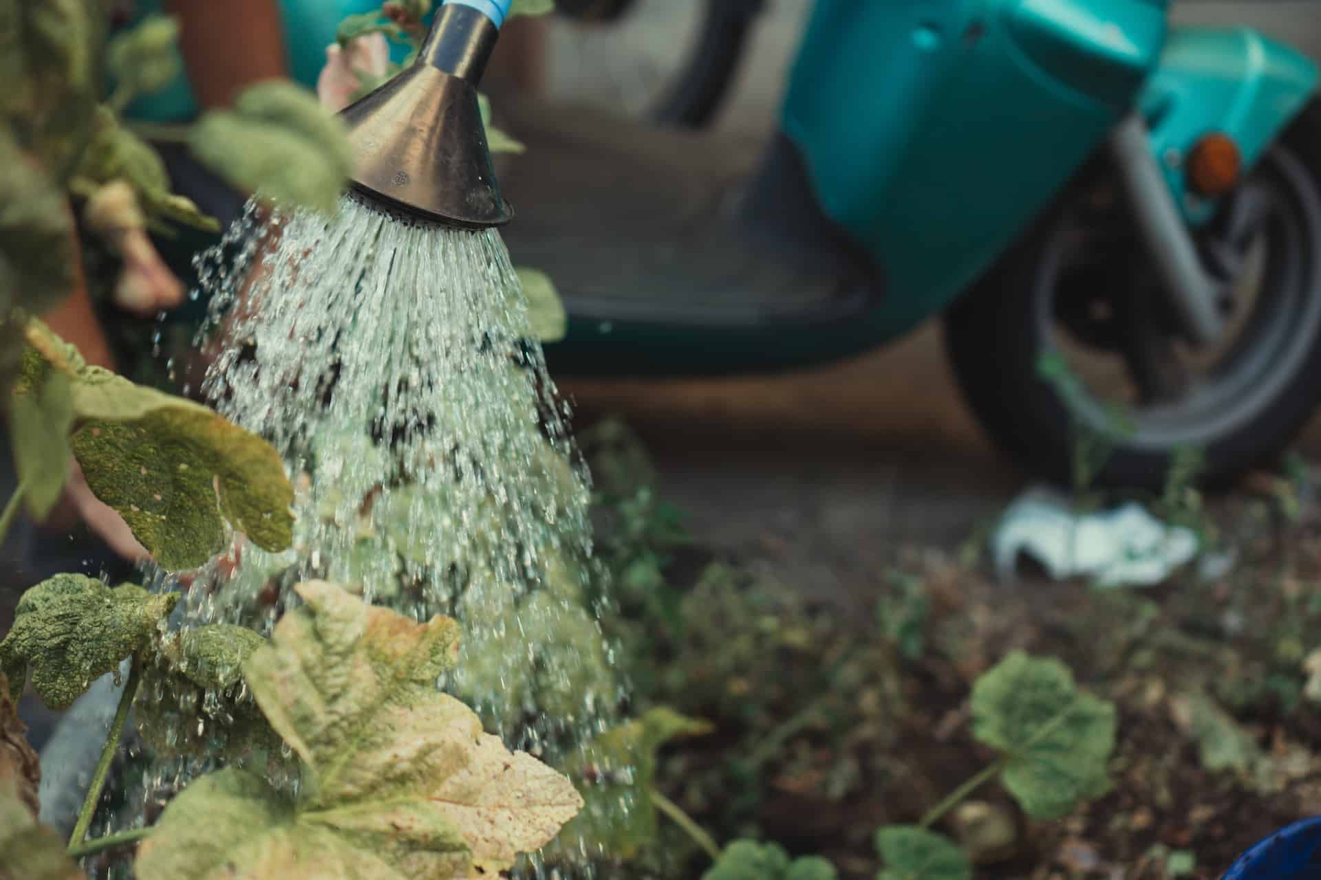 The right way to water plants