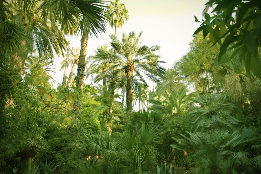 A Guide To Palm Tree Fertilizers