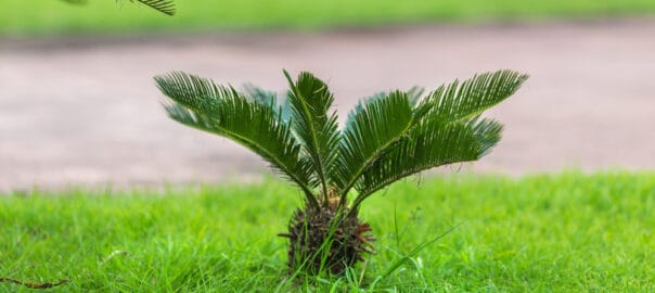 Know Your Palm Trees. What Are Specimen Palms or What Palms Will Thrive in the Tampa Bay Area