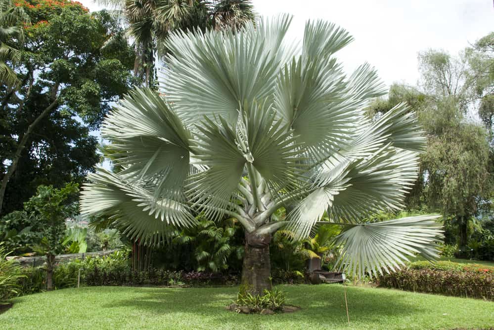 Pest And Disease Control For Palm Trees Common Problems And Solutions