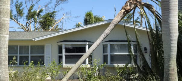 Palm Trees Damage a Foundation