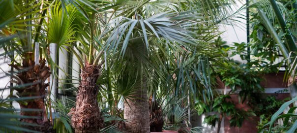Winter Palm Care Tampa