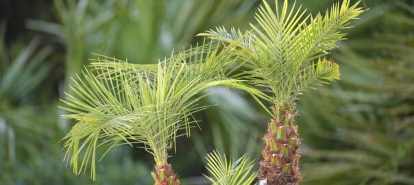 Low-Maintenance Palm Trees for Tampa Bay Businesses & HOAs